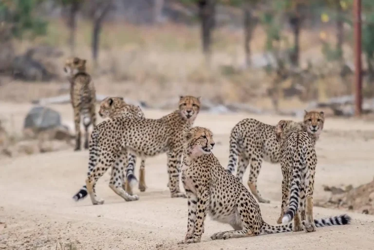 Malawi - Liwonde National Park - safari - group of cheetah