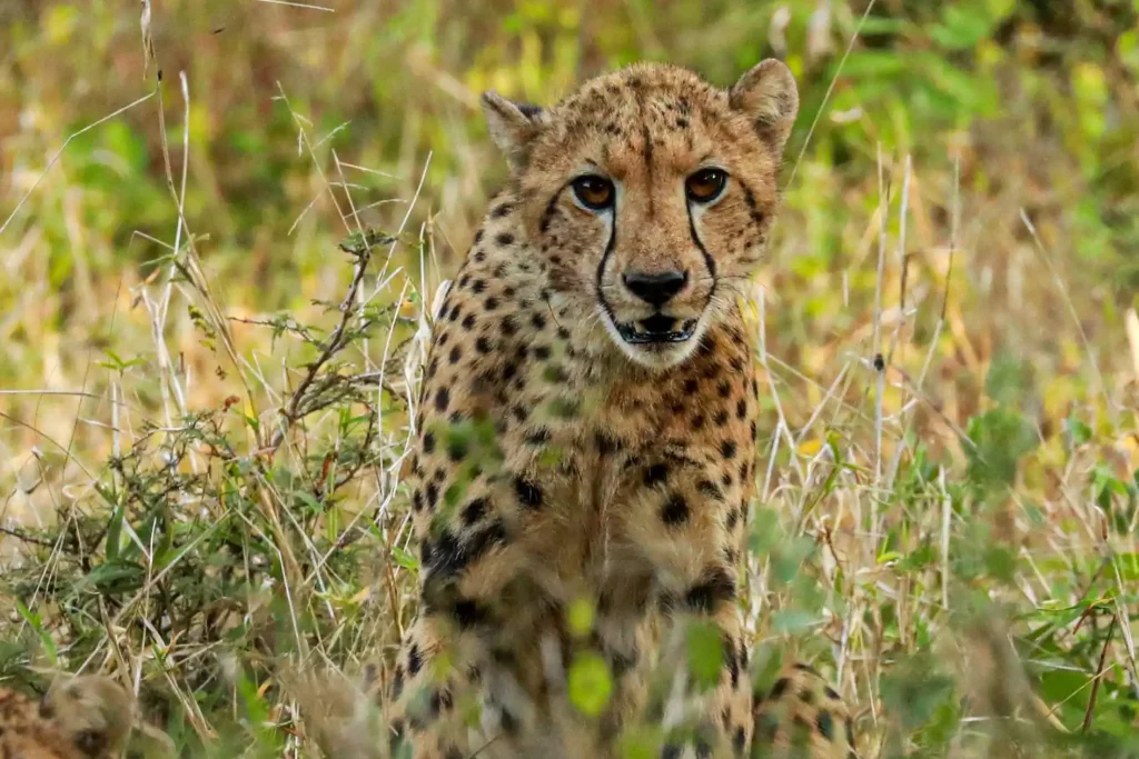 Malawi - Majete Wildlife Reserve - safari - cheetah