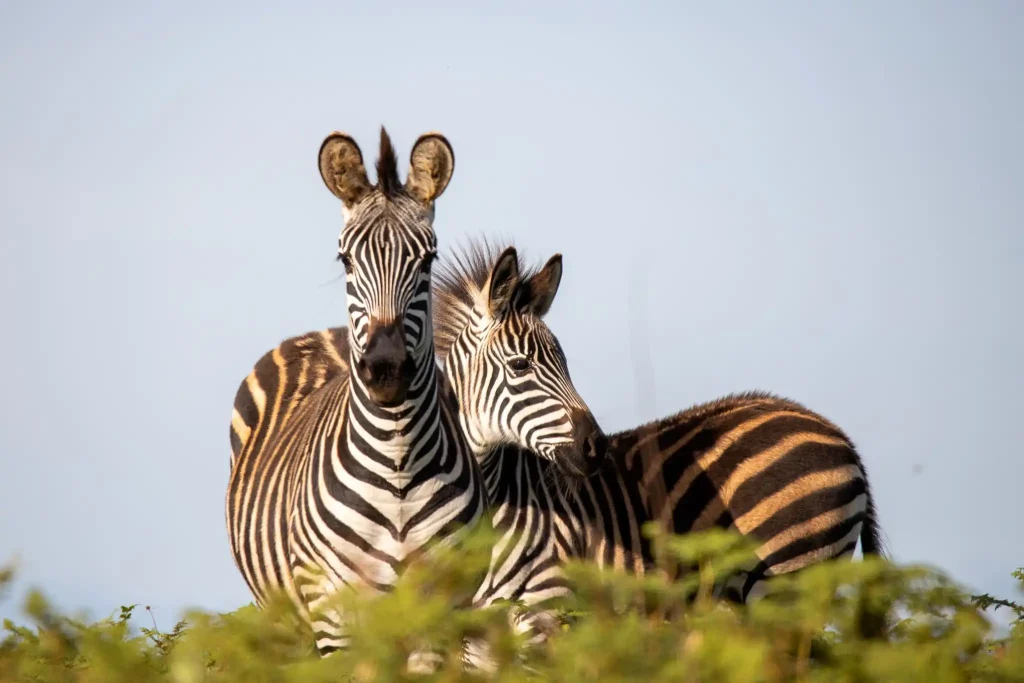 Malawi - Nyika National Park - zebras