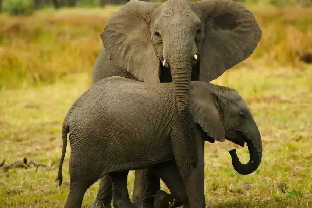 Mozambique - Gorongosa National Park - safari - elephant and its baby