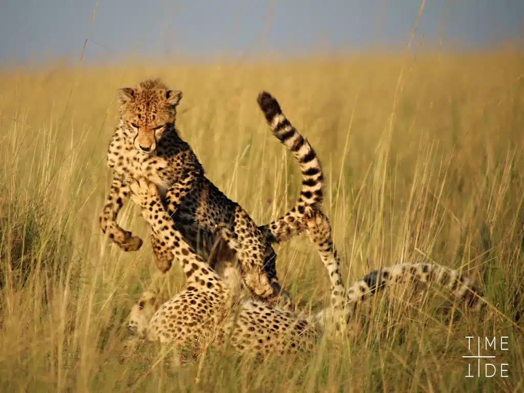 Zambia - Liuwa Plains - safari - guepards fighting