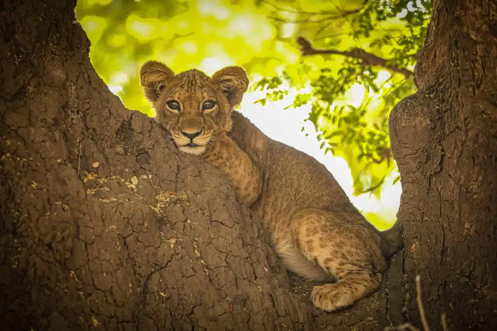 Zambia - Lower Zambezi National Park - baby leopard in a tree