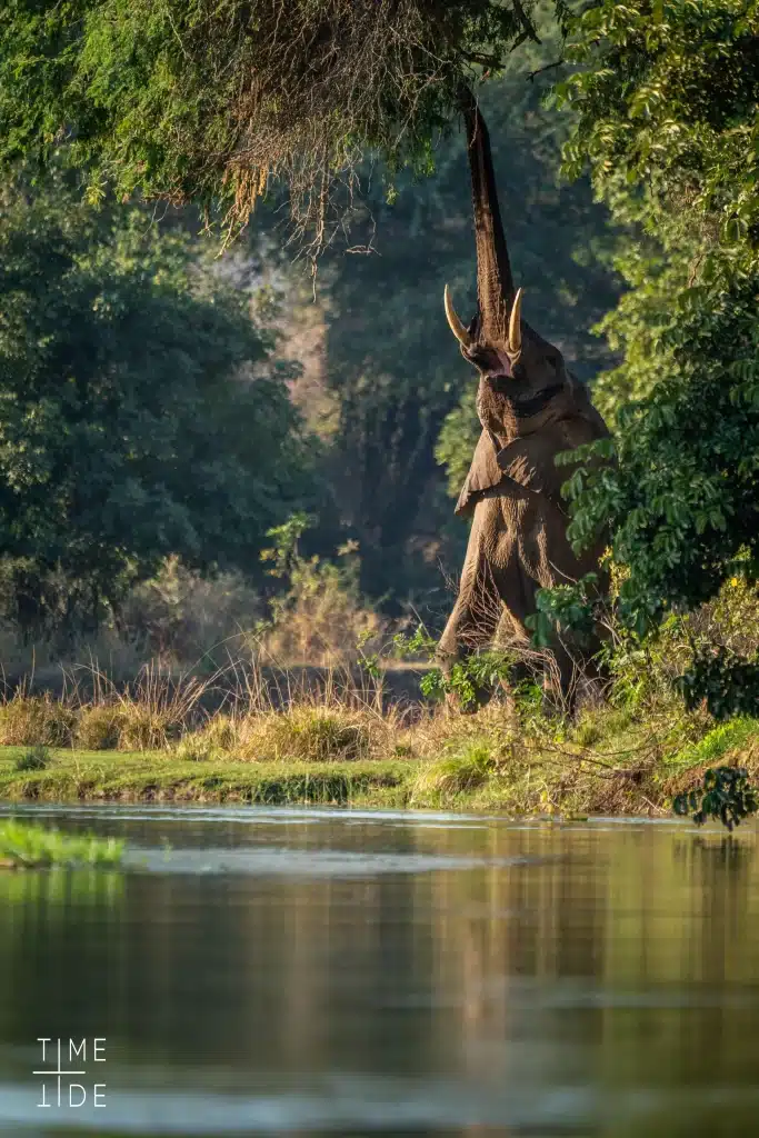 Zambia - Lower Zambezi National Park - elephant standing