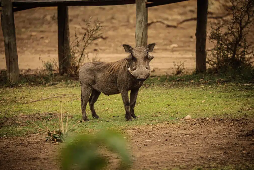 Zambia - Lower Zambezi National Park - safari - warthog