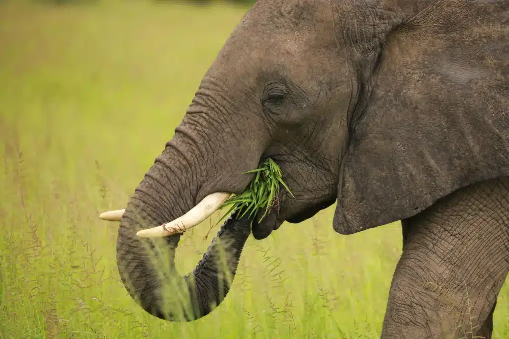 Zambia - South Luangwa National Park - safari - elephant eating grass