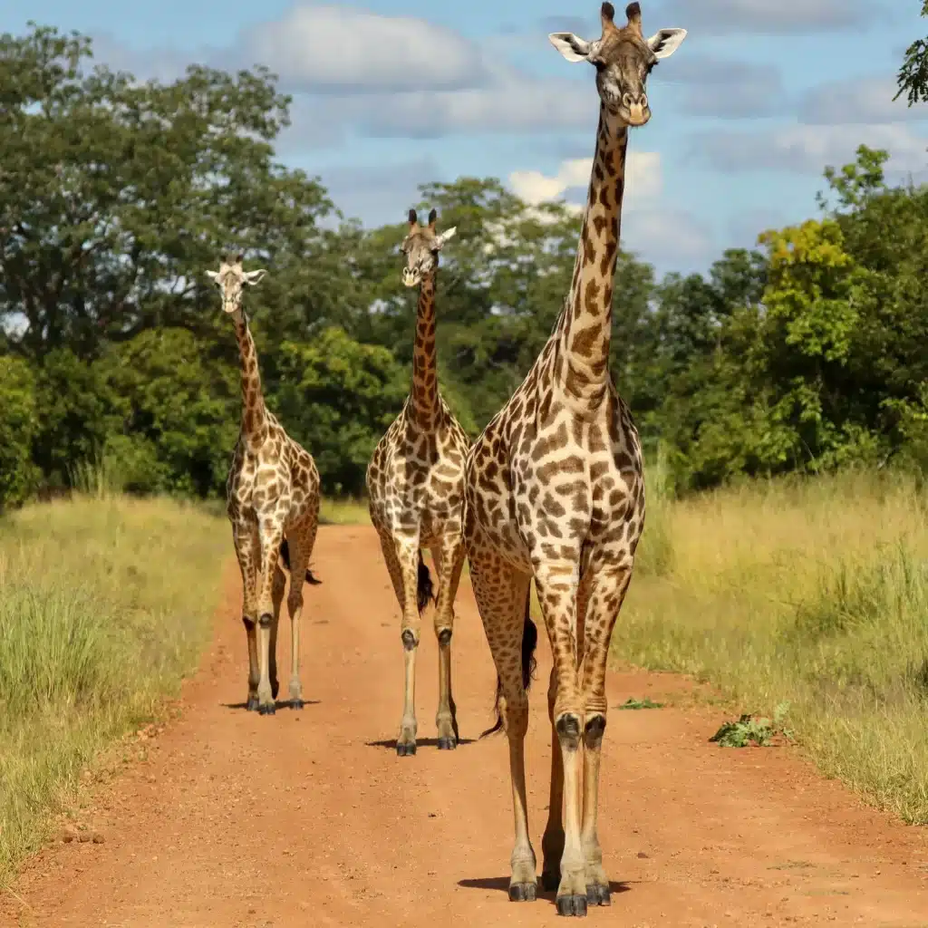 Zambia - South Luangwa National Park - safari - giraffes walking