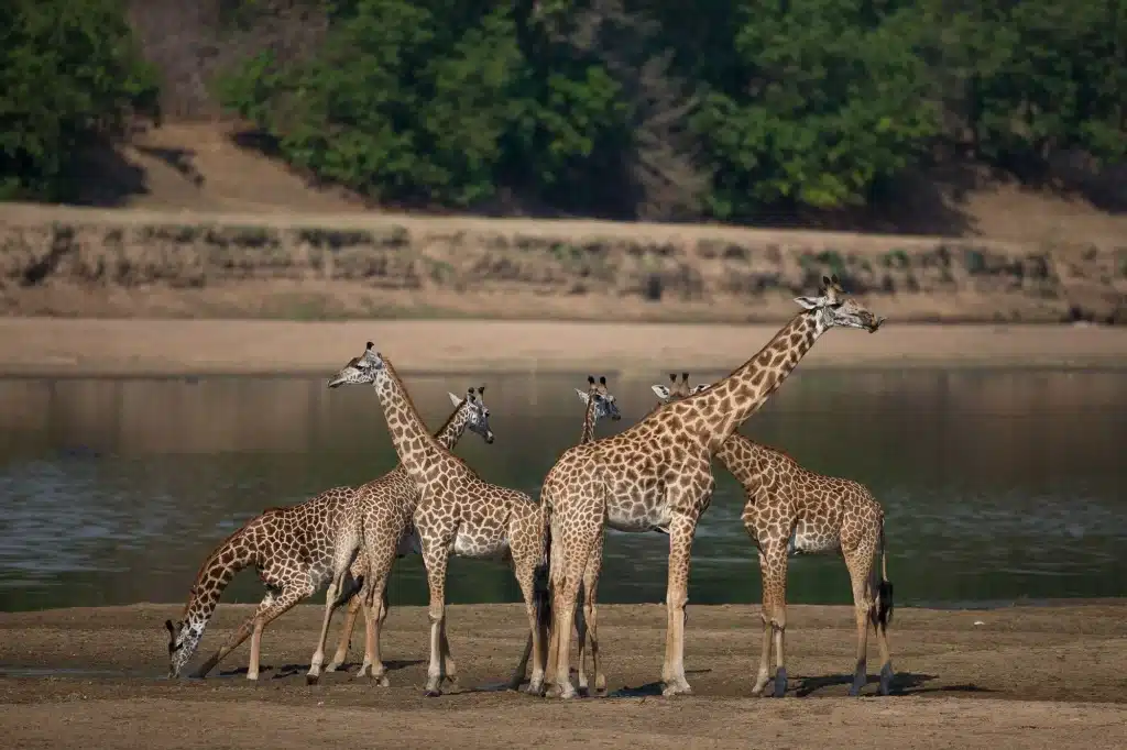 Zambia - South Luangwa National Park - safari - group of giraffes near a lake