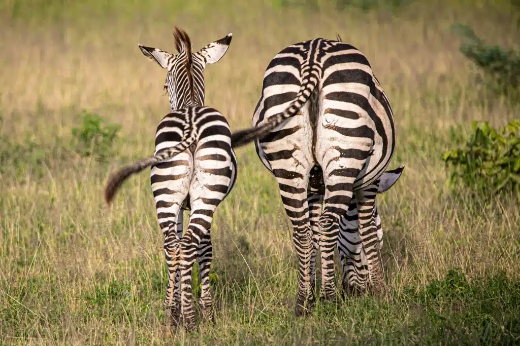 Zambia - South Luangwa National Park - safari - zebra and its baby