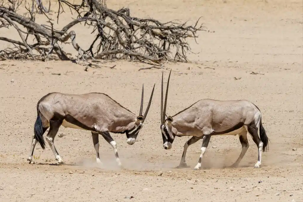 Namibia - kalahari desert