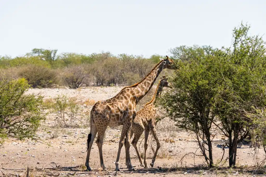 Namibia - Etosha national park - giraffe