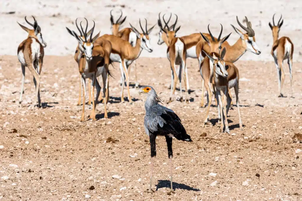 Namibia - etosha national park - eagle