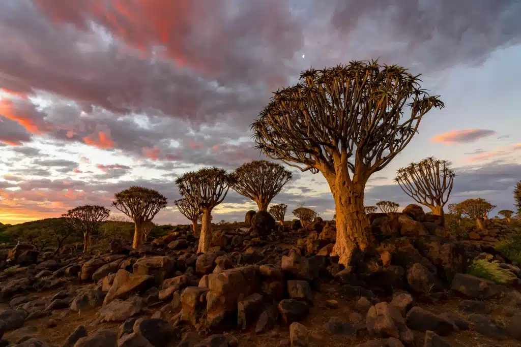 Namibia - quiver trees